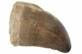 Fossil Mosasaur (Prognathodon) Tooth - Morocco #216991-1